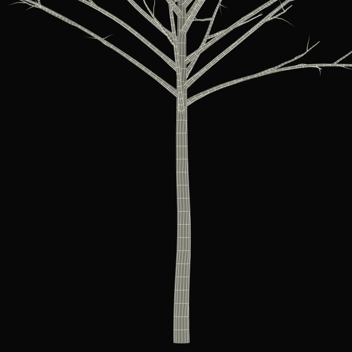 Young Tree Red Maple Winter 3D