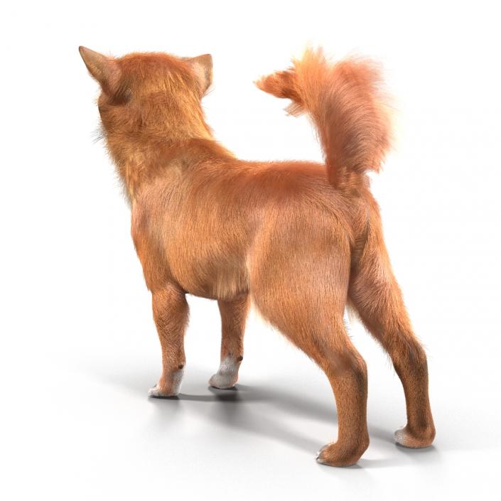 3D Chihuahua with Fur model