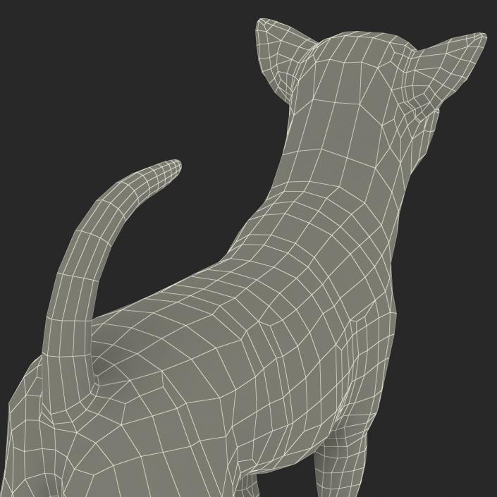 3D Chihuahua with Fur model