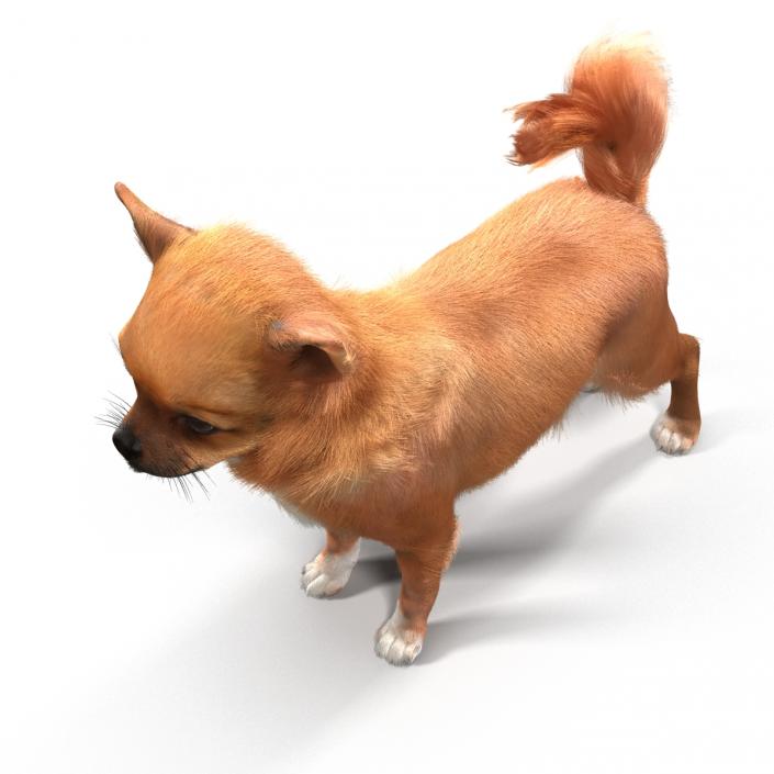 3D Chihuahua Rigged