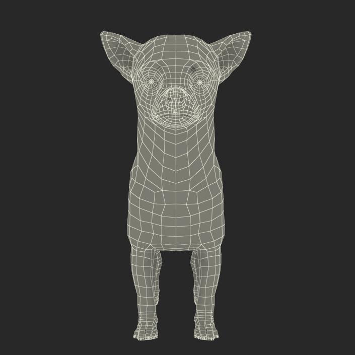 3D Chihuahua Rigged