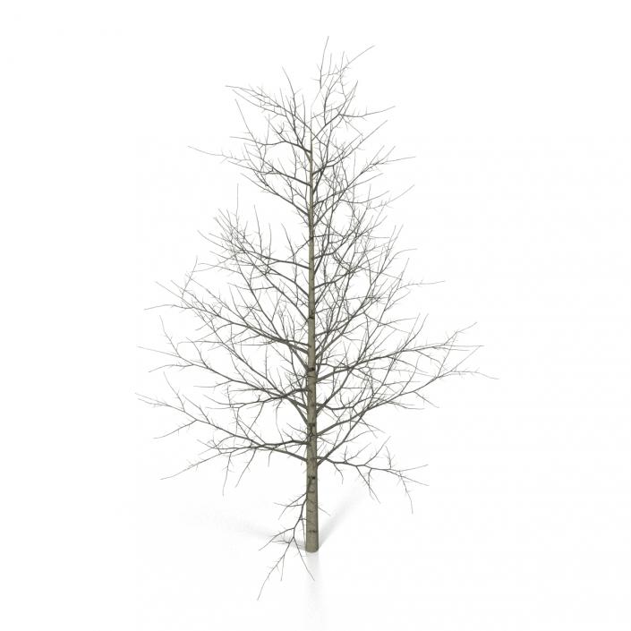 3D Young Yellow Poplar Tree Winter