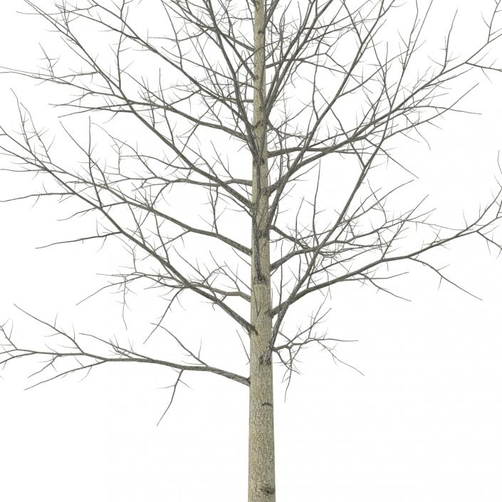 3D Young Yellow Poplar Tree Winter
