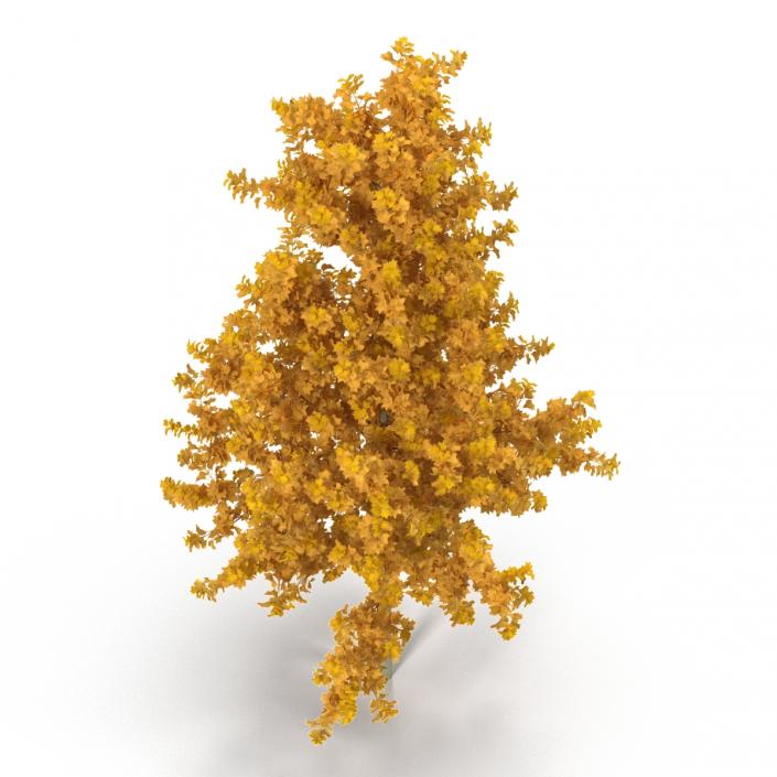 3D Young Yellow Poplar Tree Autumn