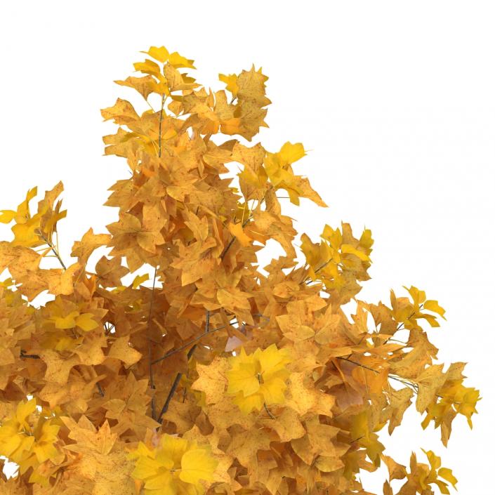 3D Young Yellow Poplar Tree Autumn