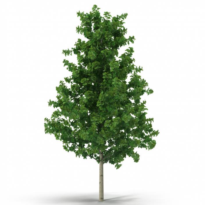 Young Yellow Poplar Tree 3D model
