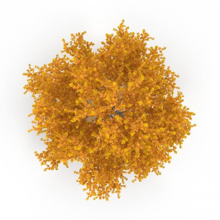 3D model Yellow Poplar Tree Autumn