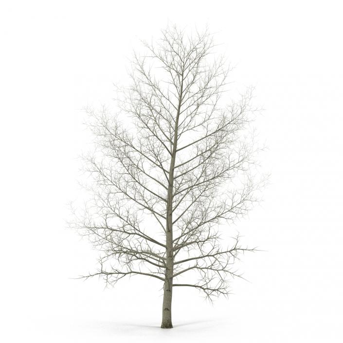 3D model Yellow Poplar Tree Winter