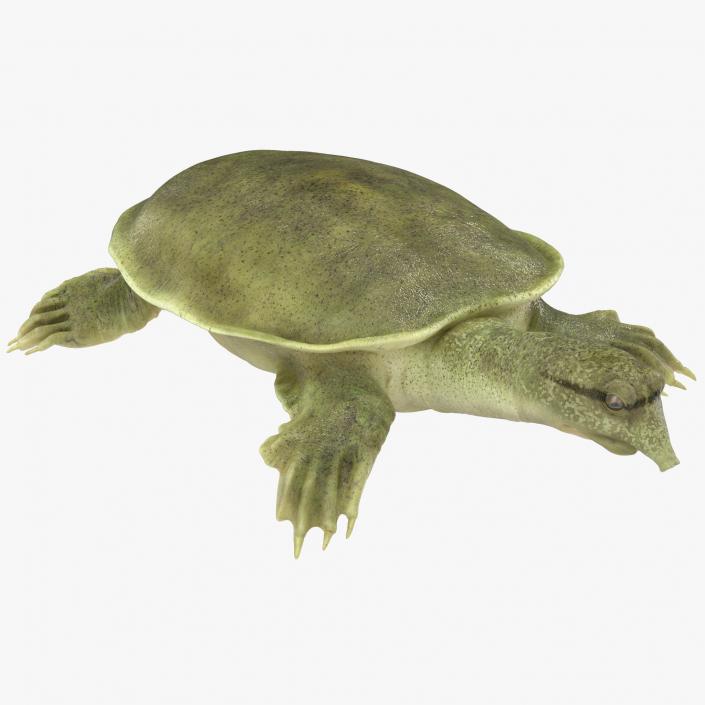 3D Chinese Softshell Turtle Rigged
