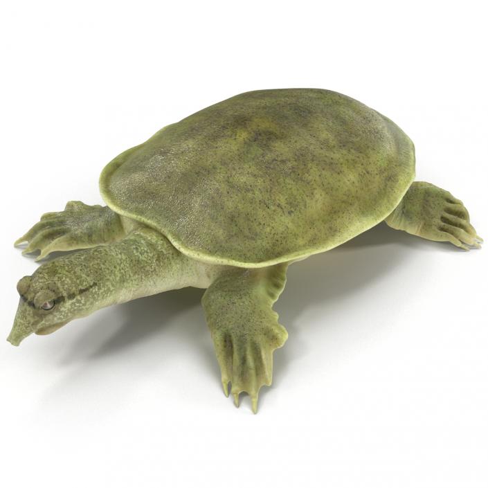 3D Chinese Softshell Turtle Rigged