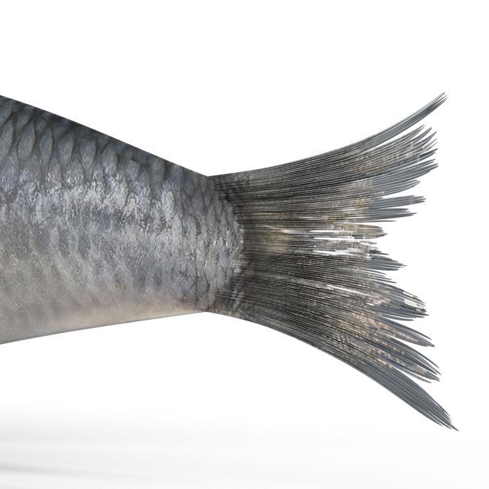 Herring Fish 3D