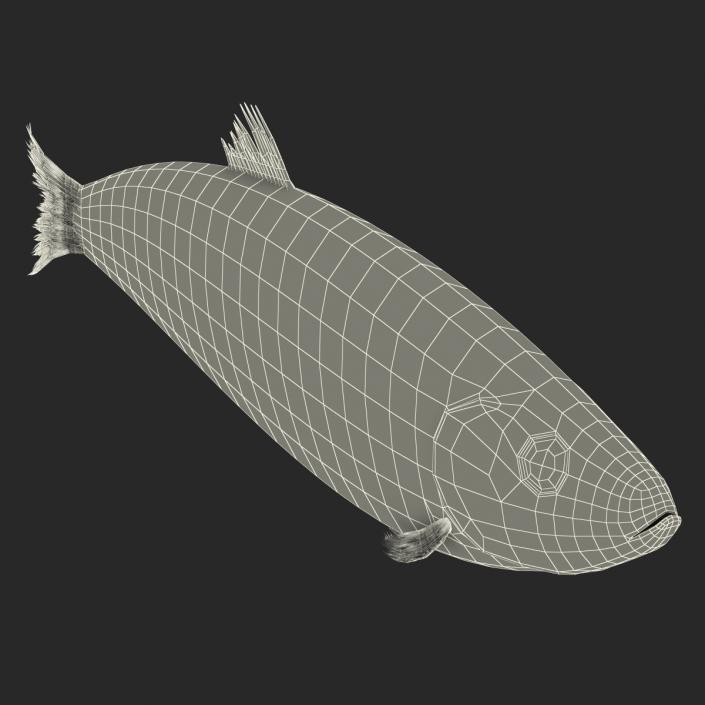 Herring Fish Rigged 3D model