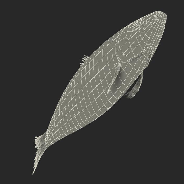 Herring Fish Rigged 3D model