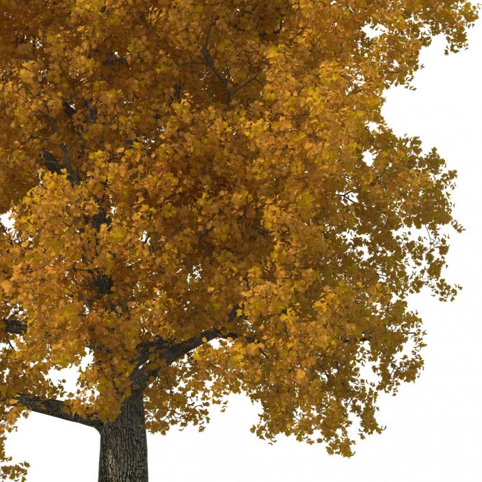 Yellow Poplar Old Tree Autumn 3D model