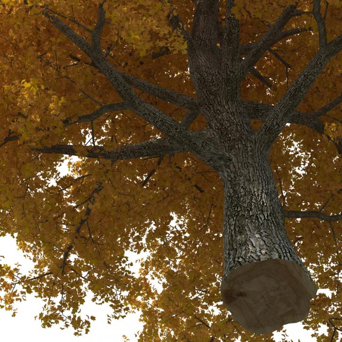 Yellow Poplar Old Tree Autumn 3D model