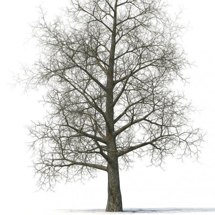 Yellow Poplar Old Tree Winter 3D model