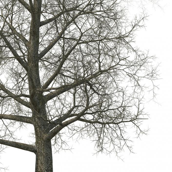 Yellow Poplar Old Tree Winter 3D model
