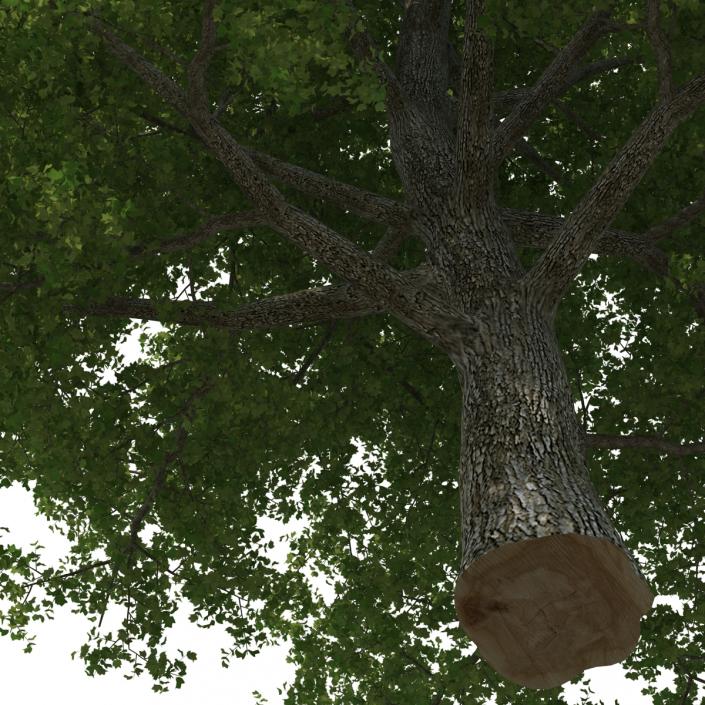 Yellow Poplar Old Tree Summer 3D model