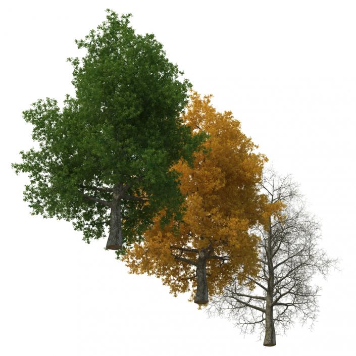 3D Yellow Poplar Old Tree Set
