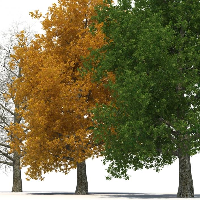 3D Yellow Poplar Old Tree Set