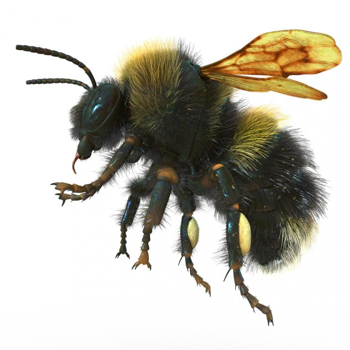 Bumblebee 3D model
