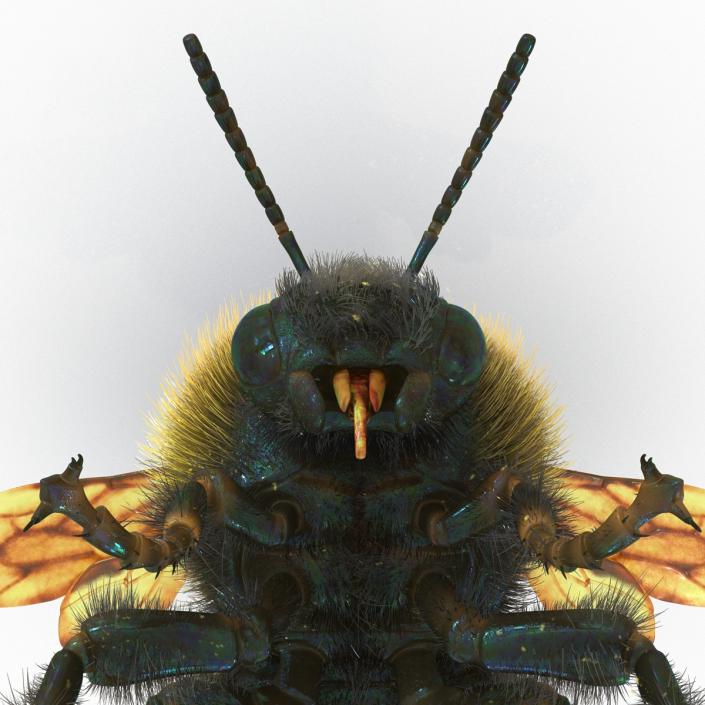 Bumblebee 3D model