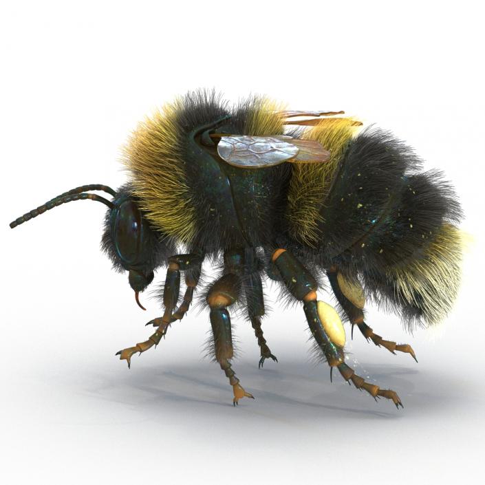 3D Bumblebee Rigged