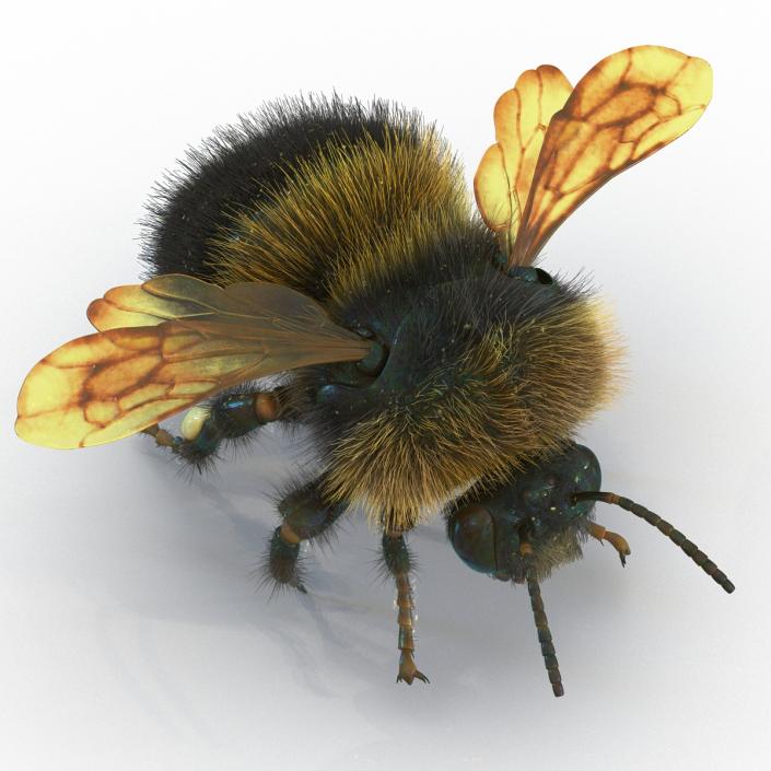3D Bumblebee Rigged