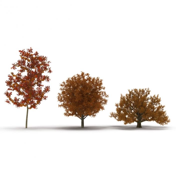 3D Autumn White Oak Trees Collection model