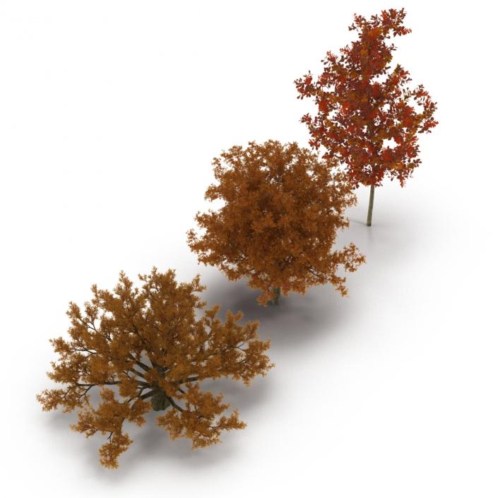 3D Autumn White Oak Trees Collection model