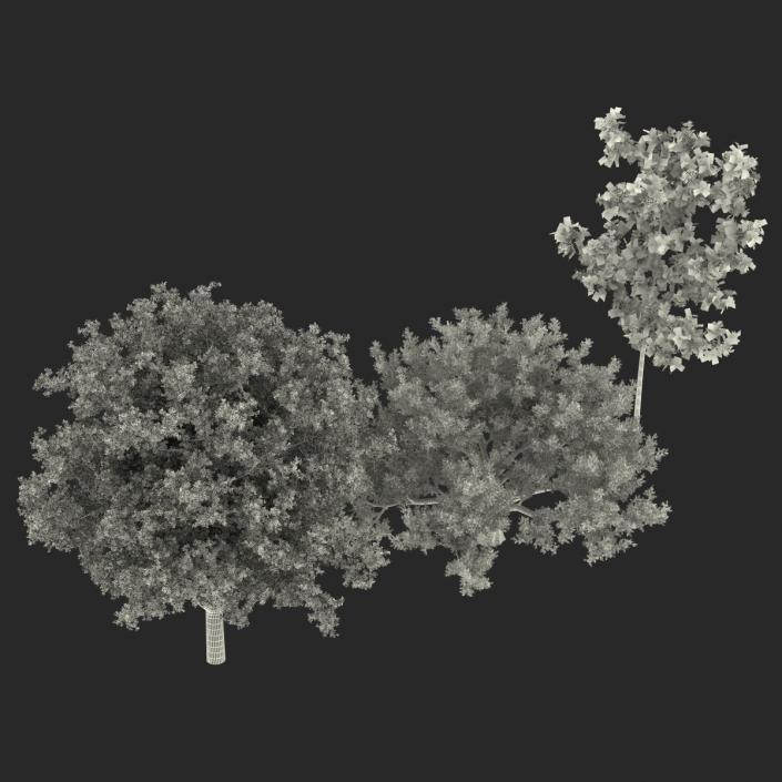 3D Summer White Oak Trees Collection model
