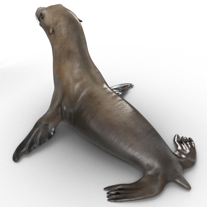 3D model Sea Lion