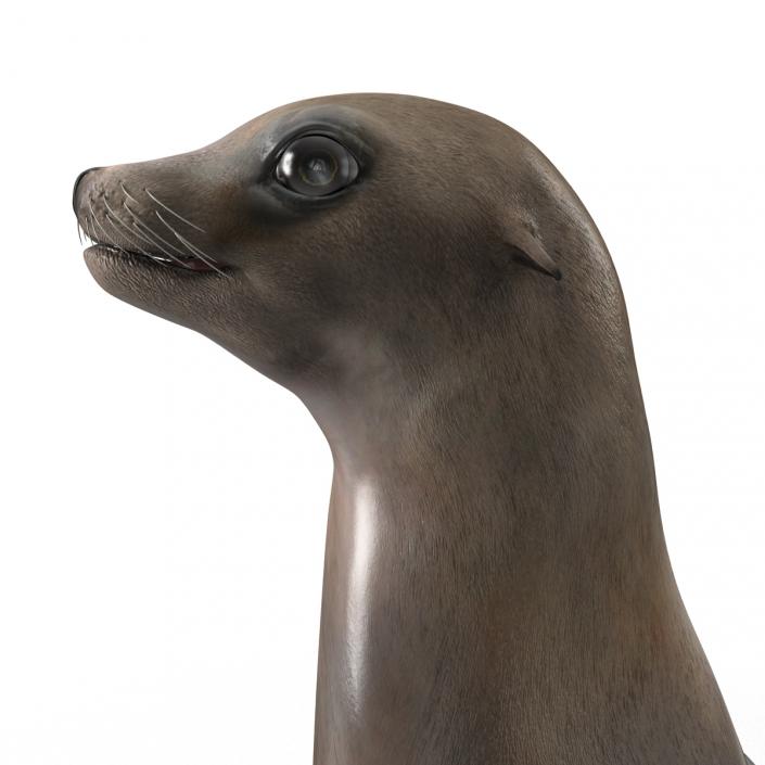 3D model Sea Lion Pose 2