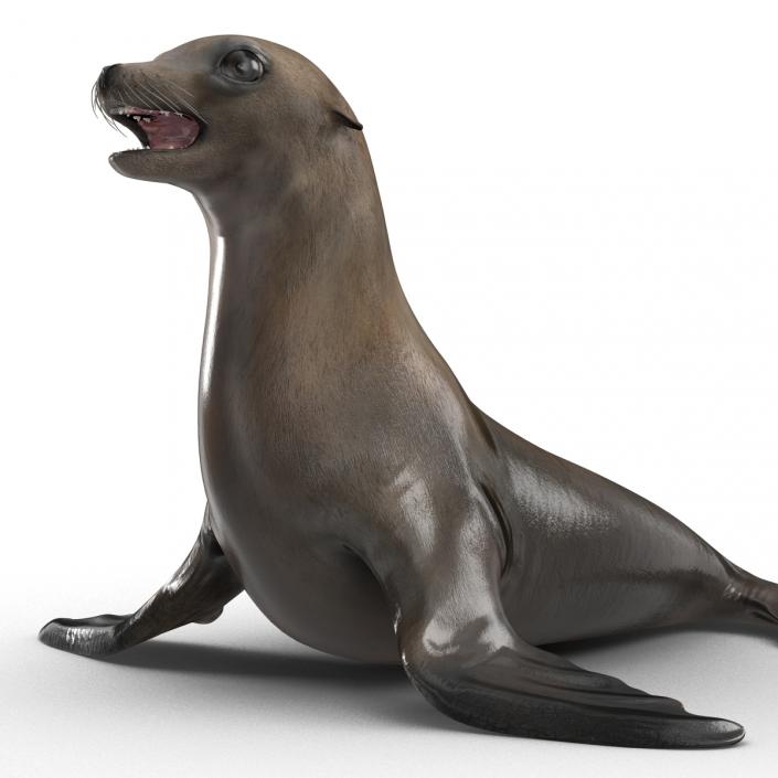 3D model Sea Lion Rigged