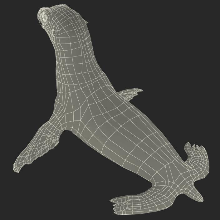 3D model Sea Lion Rigged