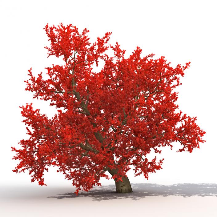 3D model Old Red Maple Tree Autumn