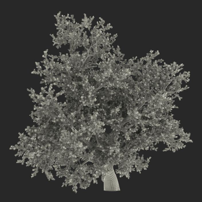 3D model Old Red Maple Tree Autumn