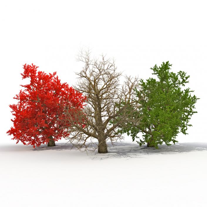 Old Red Maple Tree 3D Models Set 3D