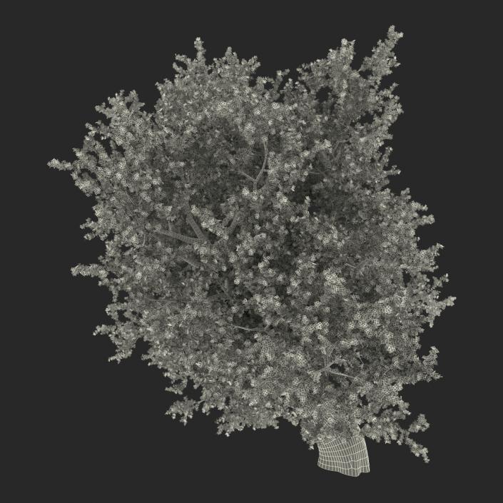 Old Red Maple Tree 3D Models Set 3D