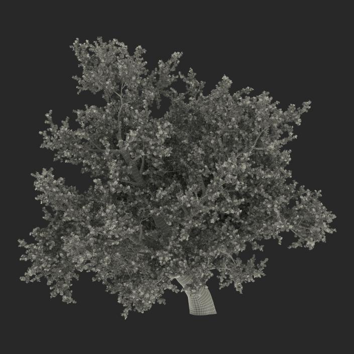 3D model Old Red Maple Tree Summer