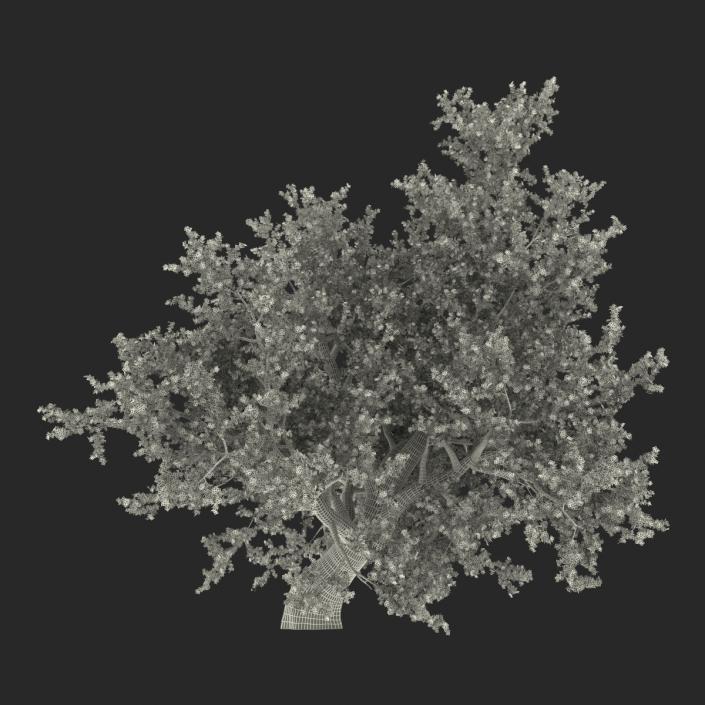 3D model Old Red Maple Tree Summer