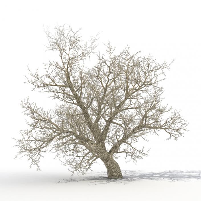 3D model Old Red Maple Tree Winter