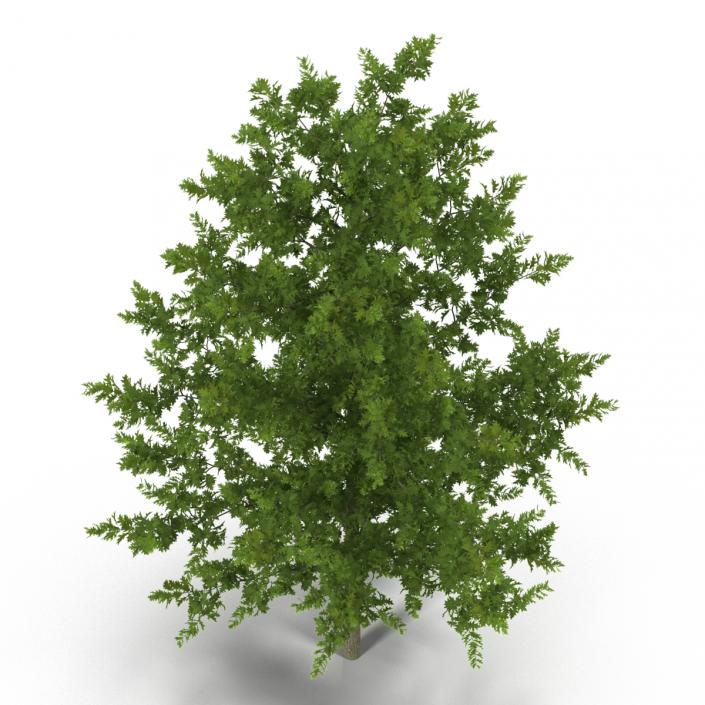 3D model Red Oak Young Tree Summer