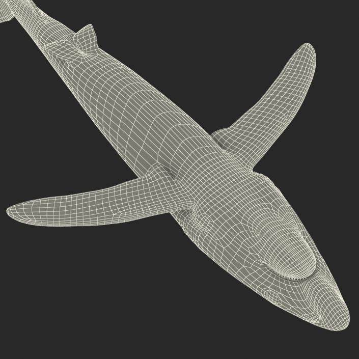 Blue Shark Rigged 3D