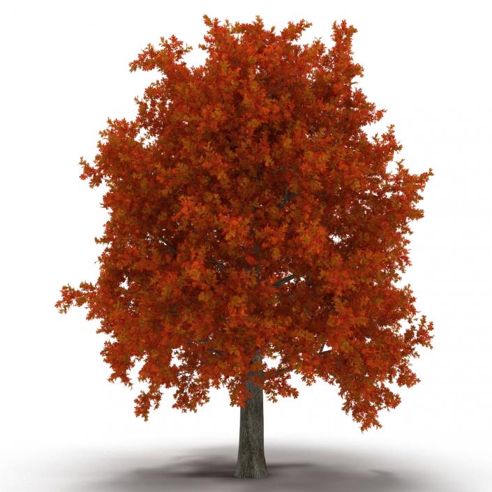 Red Oak Tree Autumn 3D model