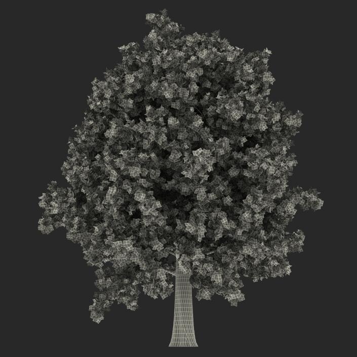 Red Oak Tree Autumn 3D model