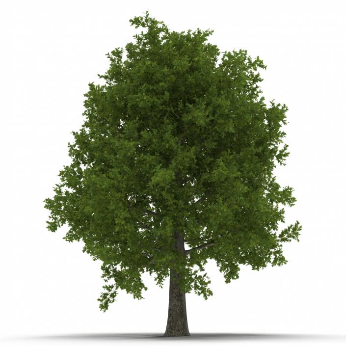 Red Oak Tree Summer 3D model