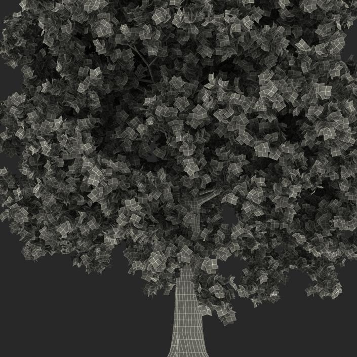 Red Oak Tree Summer 3D model