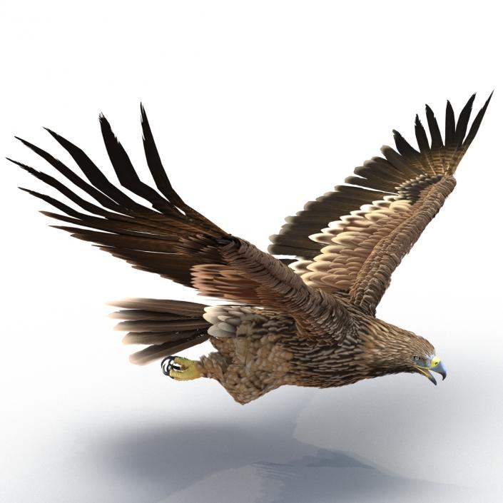 3D Imperial Eagle Pose 7