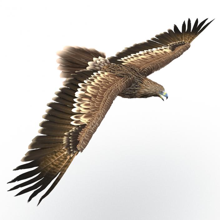 3D Imperial Eagle Pose 6